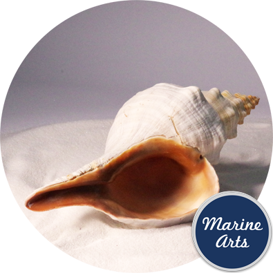 8870 - Horse Conch 30-35cm